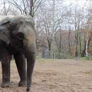 The Saint Louis Zoo Has a Pregnant Elephant and We are Hyped