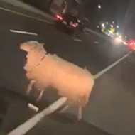 VIDEO: Hilarious Man Finds a Stray Sheep Roaming North St. Louis