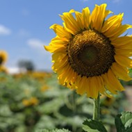 Eckert's In Belleville Sunflowers Bloom Early, Open For Photos and Picking
