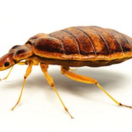On Top of Every Other Damn Thing, Now St. Louis Has Bed Bugs
