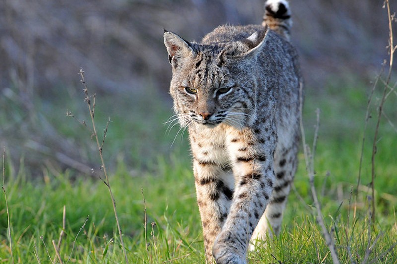 Bobcat Possibly Spotted in South St. Louis