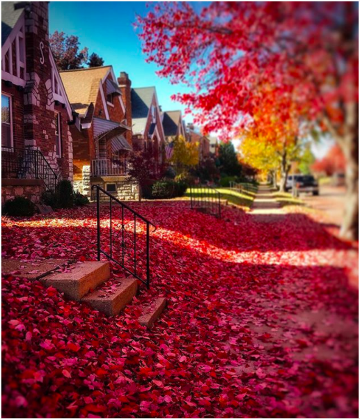 Lindenwood Park showing off vibrant colors of fall. - Photo courtesy of Instagram | instae_gram