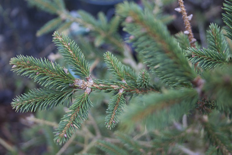 Bah Humbug: Thieves Steal Six Christmas Trees from Metro East Lot