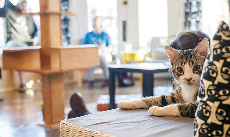 Make new friends of the feline variety at Mauhaus. - KELLY GLUECK