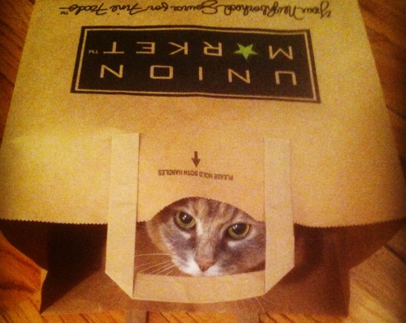 Lucy looks out from one of her paper bag apartments. - COURTESY JENNA MURPHY