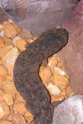 The Missouri hellbender. It's a hell-bender, all right. - Saint Louis Zoo