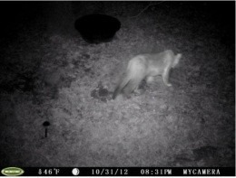 This cat was photographed on Halloween night near Branson. Rowrrrr. - Image via
