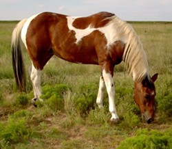 A paint horse like this one was apparently sexually assaulted. - via Wikimedia Commons