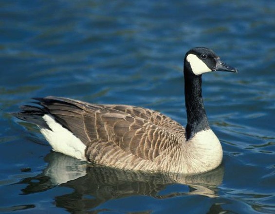 A Canada Goose, the only species that nests in Missouri. -  Jim Rathert, MDC
