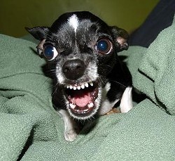 Killer Chihuahua! - WIKIMEDIA COMMONS