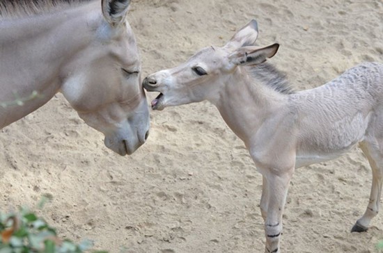 Big Ass News! Record Number of Somaili Wild Asses Born at St. Louis Zoo