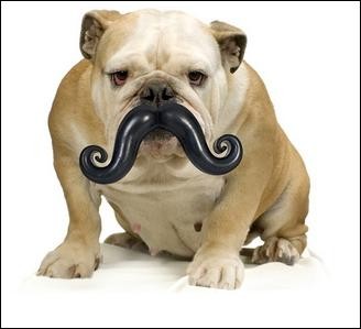 For the Pet Who Has Everything: The Dog Stache