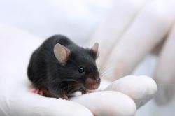A weeklong series of injections for this mouse can reverse the effects of months of bad eating. Can the same happen for humans? - image via
