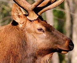 UPDATE: Arrival of Elk in Missouri Delayed