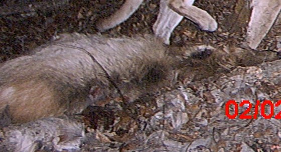 Photo: Mountain Lion Spotted Near Elk Calf Carcass; Provides Clue About The Cougar's Diet