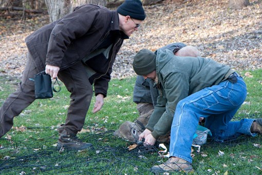 After the nets are dropped, White Buffalo and Conservation Department employees rush to subdue the trapped deer with chemical tranquilizers. - Photo: Missouri Department of Conservation.