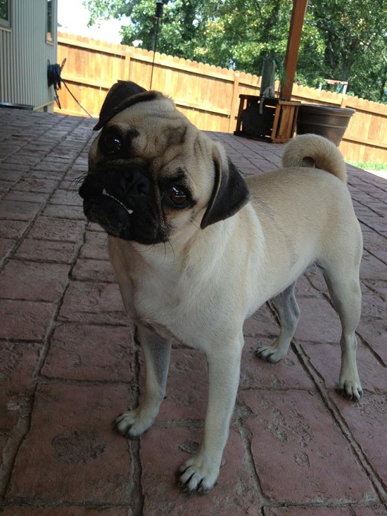 Missouri Stolen Dog Case Goes Viral: Man Offers Thieves Car if They Return His Pug "Dugout"