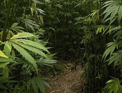 Cannabis: Missouri Bill Would Legalize Hemp ("Trying to Get High Off It...Is Not a Good Idea")
