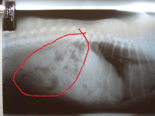 X-Ray From Dog That Ate 15 Pacifiers, Lived to Bark About It