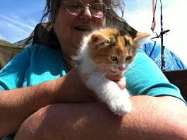 Rescuing the Pets and Stray Cats of Hopeville