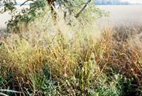 Switchgrass & plastic: Not your daddy's weed - Wikimedia Commons