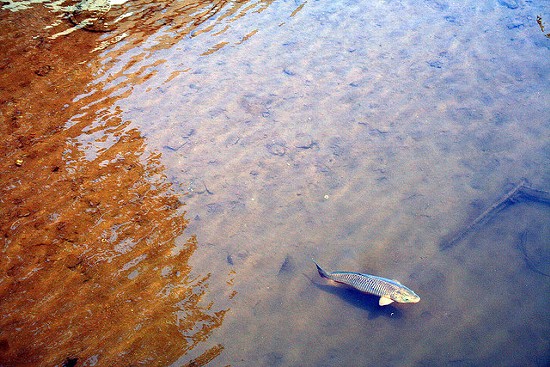 Shad in the river. - freakgirl on flickr
