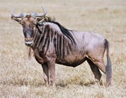 What's gnu? Not much, what's gnu with you?