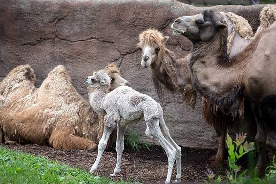 Presley the Camel Born at Saint Louis Zoo, Named After Father, Elvis (PHOTOS)