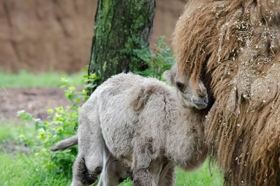 Presley the Camel Born at Saint Louis Zoo, Named After Father, Elvis (PHOTOS)