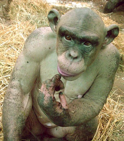 R.I.P. Cinder: Saint Louis Zoo Chimp Dies at Fourteen