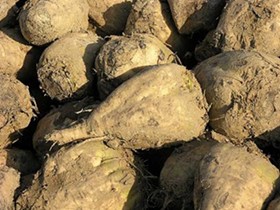 About half of America's sugar supply comes from sugar beets such as these. - IMAGE VIA