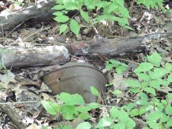 Buried treasure at Strecker Forest - Environmental Stewardship Concepts