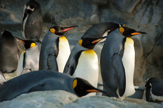 The Saint Louis Zoo penguins are webcasting, and we might just watch forever. - HERKIE ON FLICKR