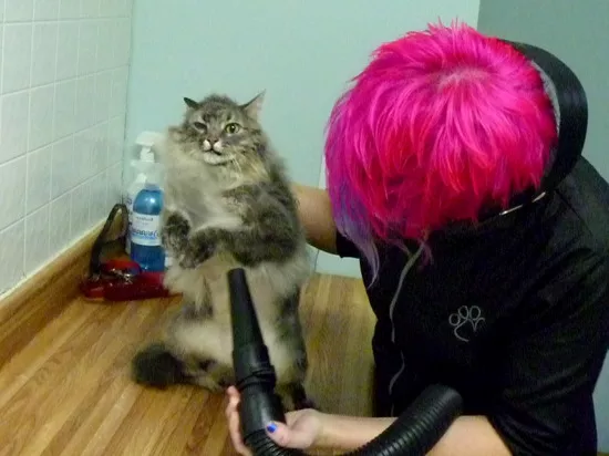 Stephaney Kemper, Cat Whisperer Groomer