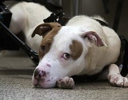 The dog that miraculously survived. - VIA STRAYRESCUE.ORG