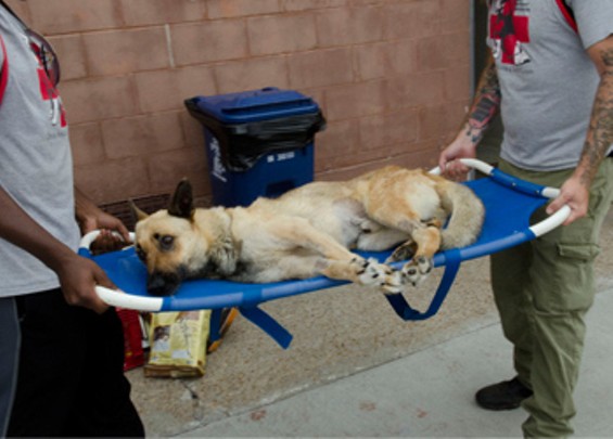 Shep, a German Shepherd, gets rescued after being sodomized and shot. - Stray Rescue