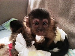 The missing black cap Capuchin monkey. - Grand Junction Police Department