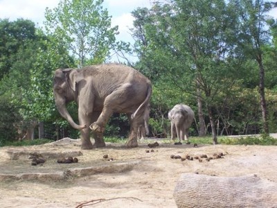 Elephant Treament Lands Saint Louis Zoo in "Hall of Shame"