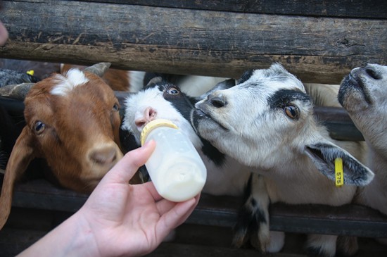 Clydesdale are amazing and all, but where else in St. Louis do you get to bottle-feed goats? - Dave Herholz on Flickr