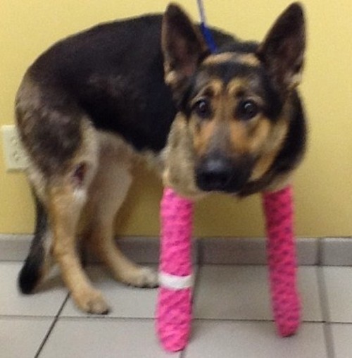 Lindey, Kansas City's "miracle dog" also thrown on a highway. - Missouri German Shepherd Rescue