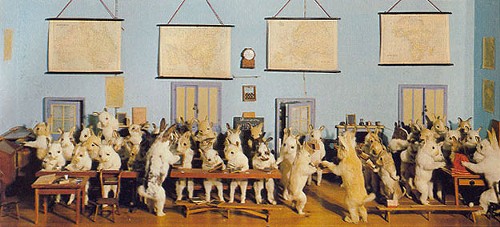 The Rabbits' Village School, 1888 - A Case of Curiosities