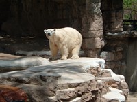 The zoo's polar bear confines. - flickr.com/photos/79947165@N00