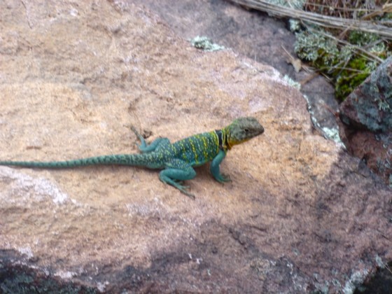 The collared lizard, a species previously reintroduced to Missouri. Not megafauna, but charismatic nonetheless. - Aimee Levitt