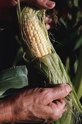 Glenn, it may look like something else, but really, sometimes corn is just corn. - Monsanto