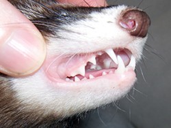 Ferrets are obligate (true) carnivores subsisting in the wild on small prey, and have the ability to digest bones, feathers and fur. - Wikimedia Commons