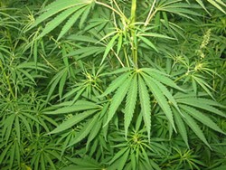 Missouri Drug Cop Who Blasted Marijuana Legalization Advocates Says He "Wouldn't Retract a Word"