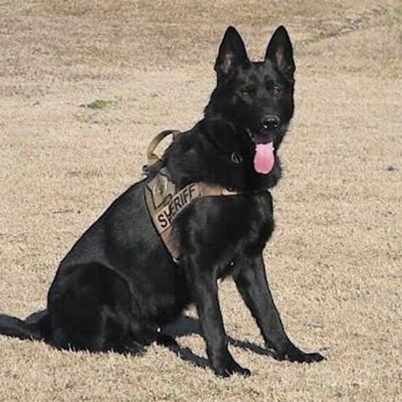 Vico, a K9 unit with the Jefferson County Sheriff's Office. - Photos courtesy of Jefferson County Sheriff's Office