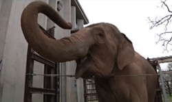 Patience, the elephant who killed zookeeper John Bradford on Friday. - KY3 News