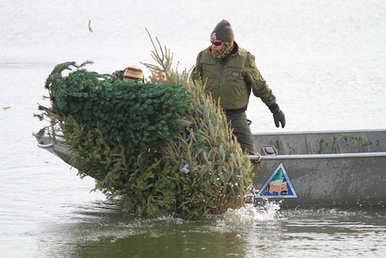 Missouri Department of Conservation Fisheries staff sink leftover Christmas trees into Creve Coeur Park Lake which fish will use for habitat. Cement blocks tied to the trunk are used to get the trees to stay down. - MDC
