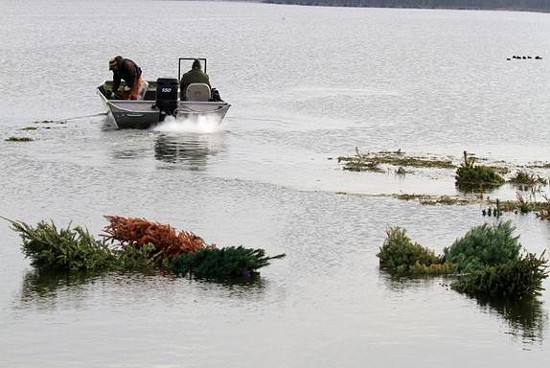 Fisheries staff from the Missouri Department of Conservation leave after installing recycled Christmas trees into Creve Coeur Park Lake. The trees will find a new use as habitat for fish. - MDC